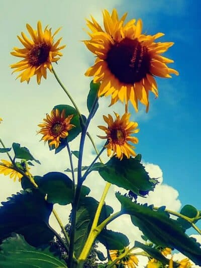 Chaseland Park - Columbus, OH