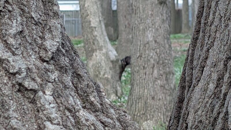 Chaseland Park - Columbus, OH
