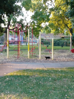 Cody Park