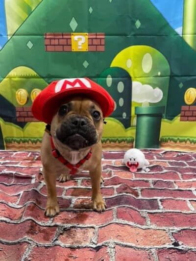 Dogtopia of Columbus-Downtown - Columbus, OH
