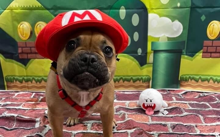 Dogtopia of Columbus-Downtown - Columbus, OH