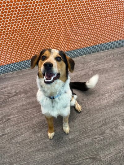 Dogtopia of Columbus-Downtown - Columbus, OH