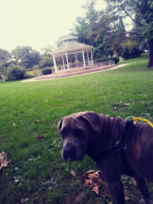 Goodale Park