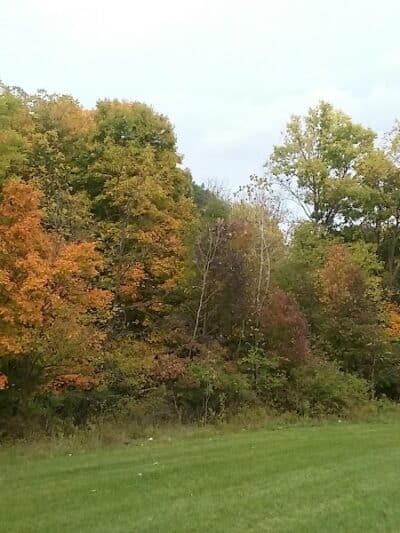 Mock Park - Columbus, OH