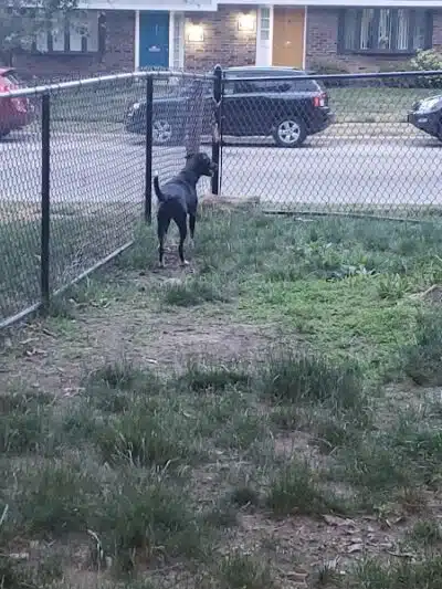 Olentangy Commons Small Dog Park - Columbus, OH