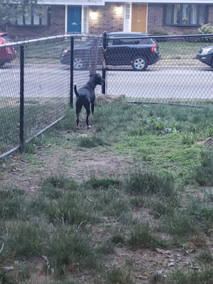 Olentangy Commons Small Dog Park