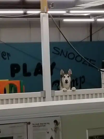 Park Your Paws - Columbus, OH