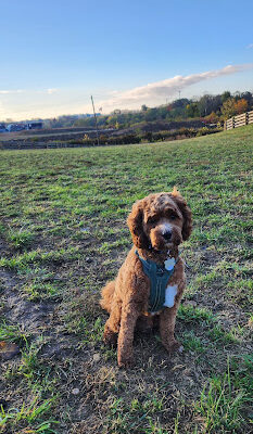 Quarry Trails Dog Park