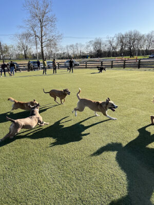Scioto Audubon Dog Park