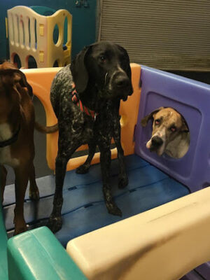 Stay Spot Dogs Columbus Ohio