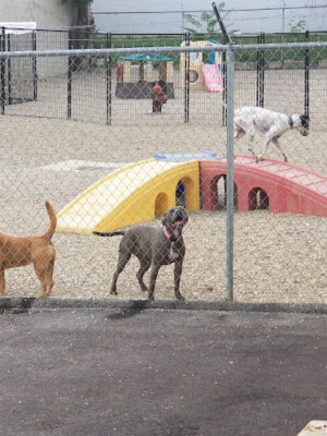 The Doggy Den
