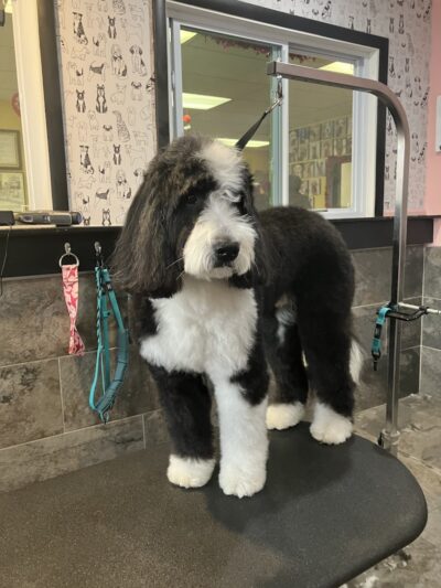 The Doggy Den - Columbus, OH