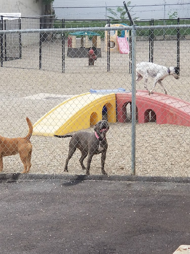The Doggy Den