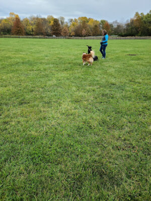 Three Creeks Park Dog Park