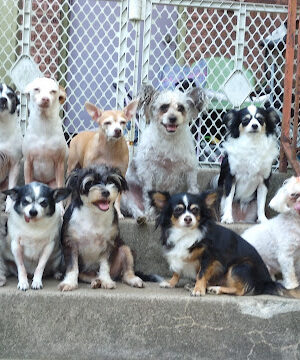wagfest