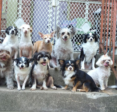 wagfest