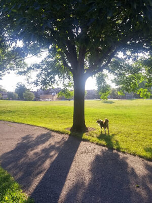 Weinland Park