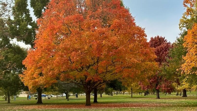 Wolfe Park - Columbus, OH