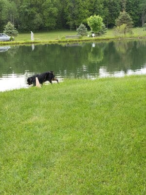 Conneaut Lake Bark Park
