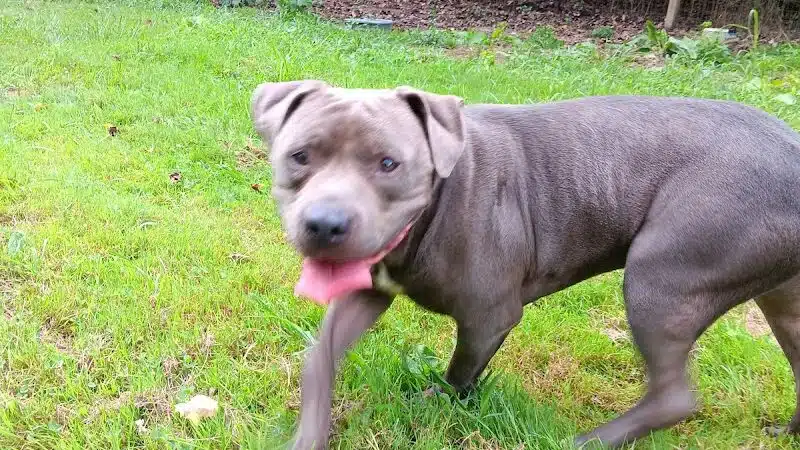 Conley's K9 Center - Coolville, OH