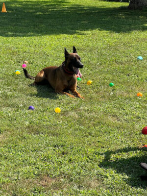 Conley's K9 Center