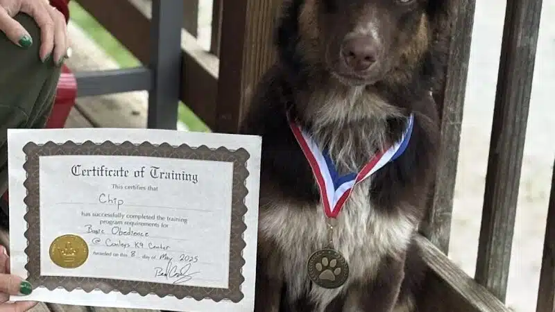 Conley's K9 Center - Coolville, OH