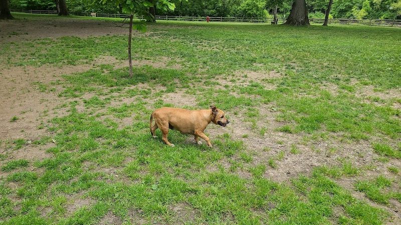 Cooperation Station Dog Park - Cortland, OH