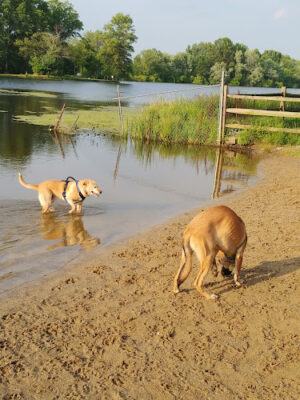 Cooperation Station Dog Park