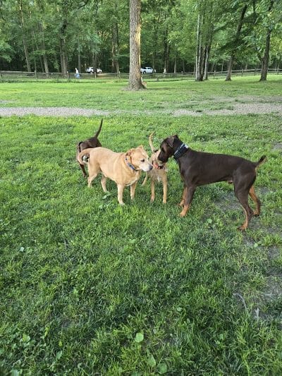 Cooperation Station Dog Park - Cortland, OH