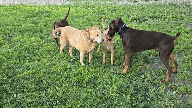 Cooperation Station Dog Park - Cortland, OH