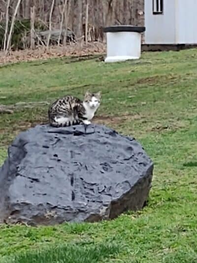 Coshocton County Animal Shelter & HATA - Coshocton, OH