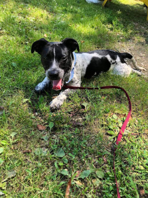 Coshocton County Animal Shelter & HATA