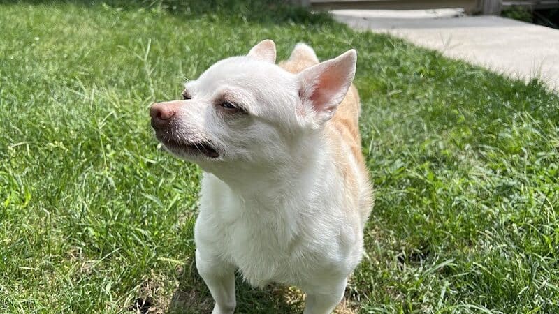 Daffodil Hill Grooming - Coshocton, OH