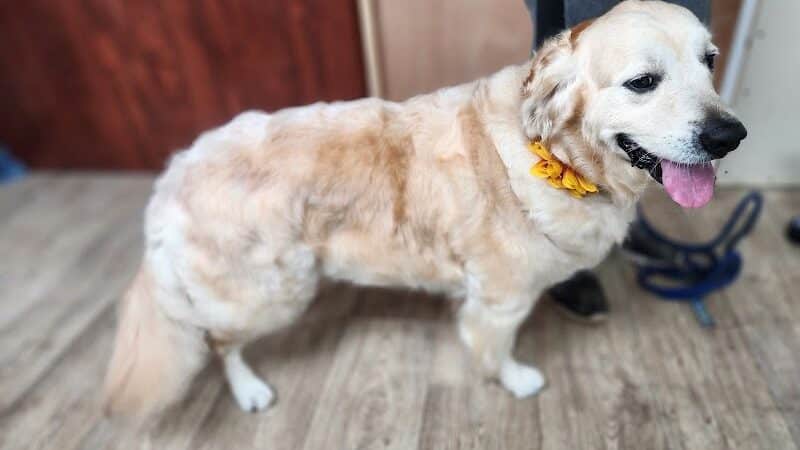 Daffodil Hill Grooming - Coshocton, OH