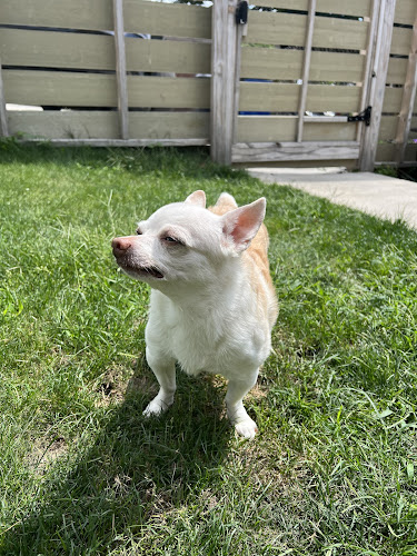 Daffodil Hill Grooming