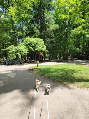 Ash Cave Main Parking Area