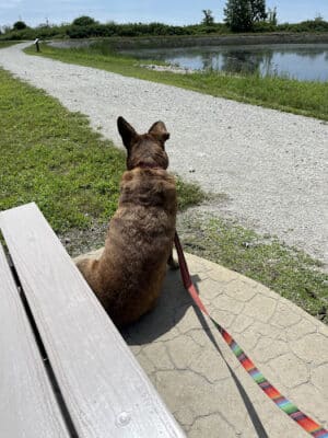 Howard Marsh Metropark - Curtice, OH