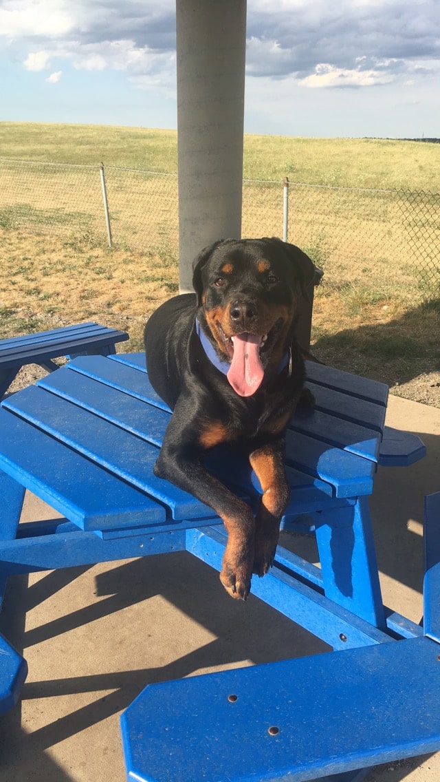 Bark Park Offleash - Dayton, OH