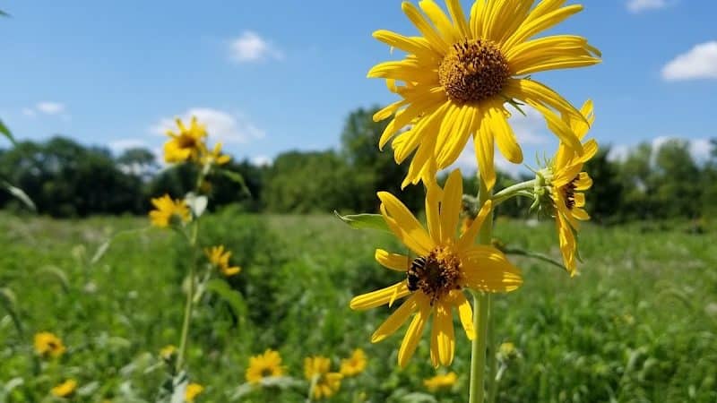 Bill Yeck Park - Dayton, OH