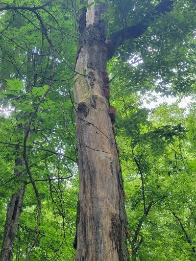 Bill Yeck Park - Dayton, OH