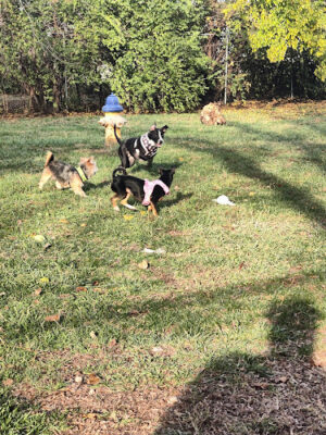 Community Park Dog Park