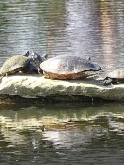 Cox Arboretum MetroPark - Dayton, OH