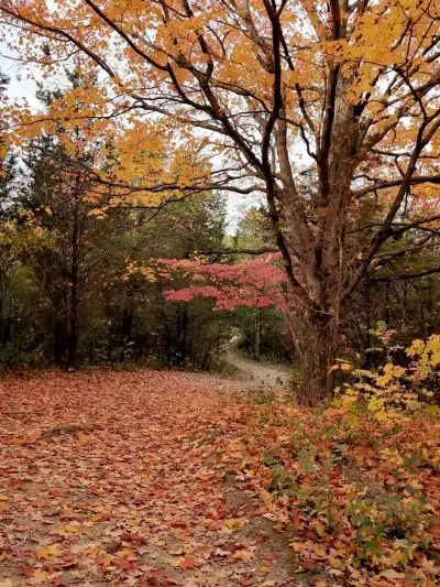 Cox Arboretum MetroPark Picnic Area - Dayton, OH