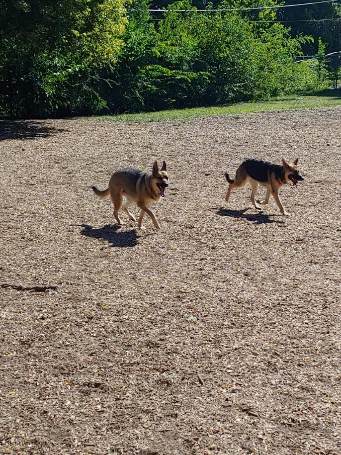 Creager Field Dog Park - Dayton, OH