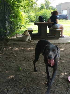 Creager Field Dog Park