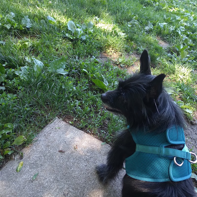 Creager Field Dog Park - Dayton, OH