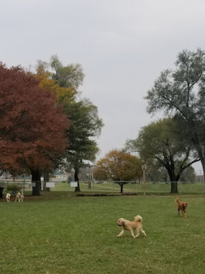 Deeds Point Dog Park