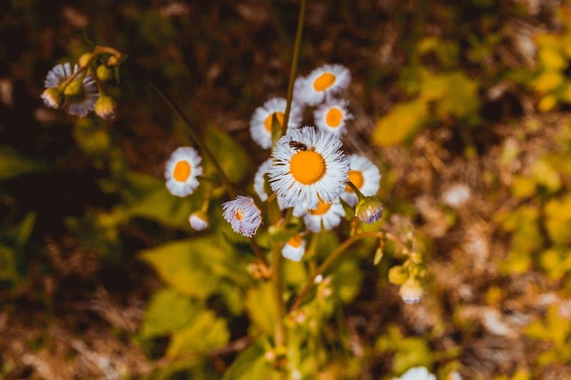 Englewood MetroPark South Park - Dayton, OH