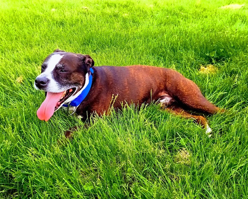 Highland Dog Park - Dayton, OH
