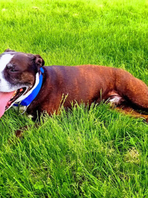 Highland Dog Park